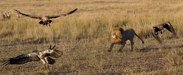 061 Kenia, Masai Mara, leeuw, marsh pride.jpg